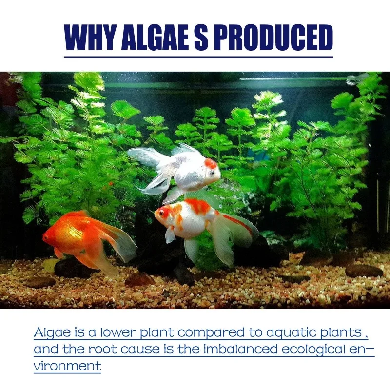50g Algaecide Efisiensi Tinggi - Aquarium Moss ulasan dan harga