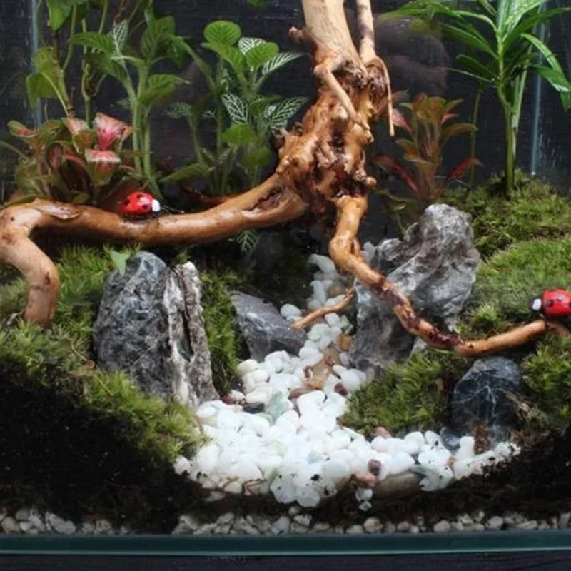 Pohon alami kayu apung akuariu - Aquarium Plant Substrate ulasan dan harga