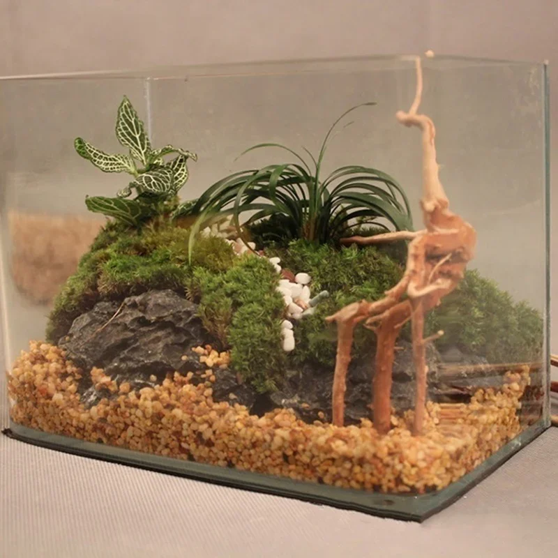 Pohon alami kayu apung akuariu - Aquarium Plant Substrate ulasan dan harga
