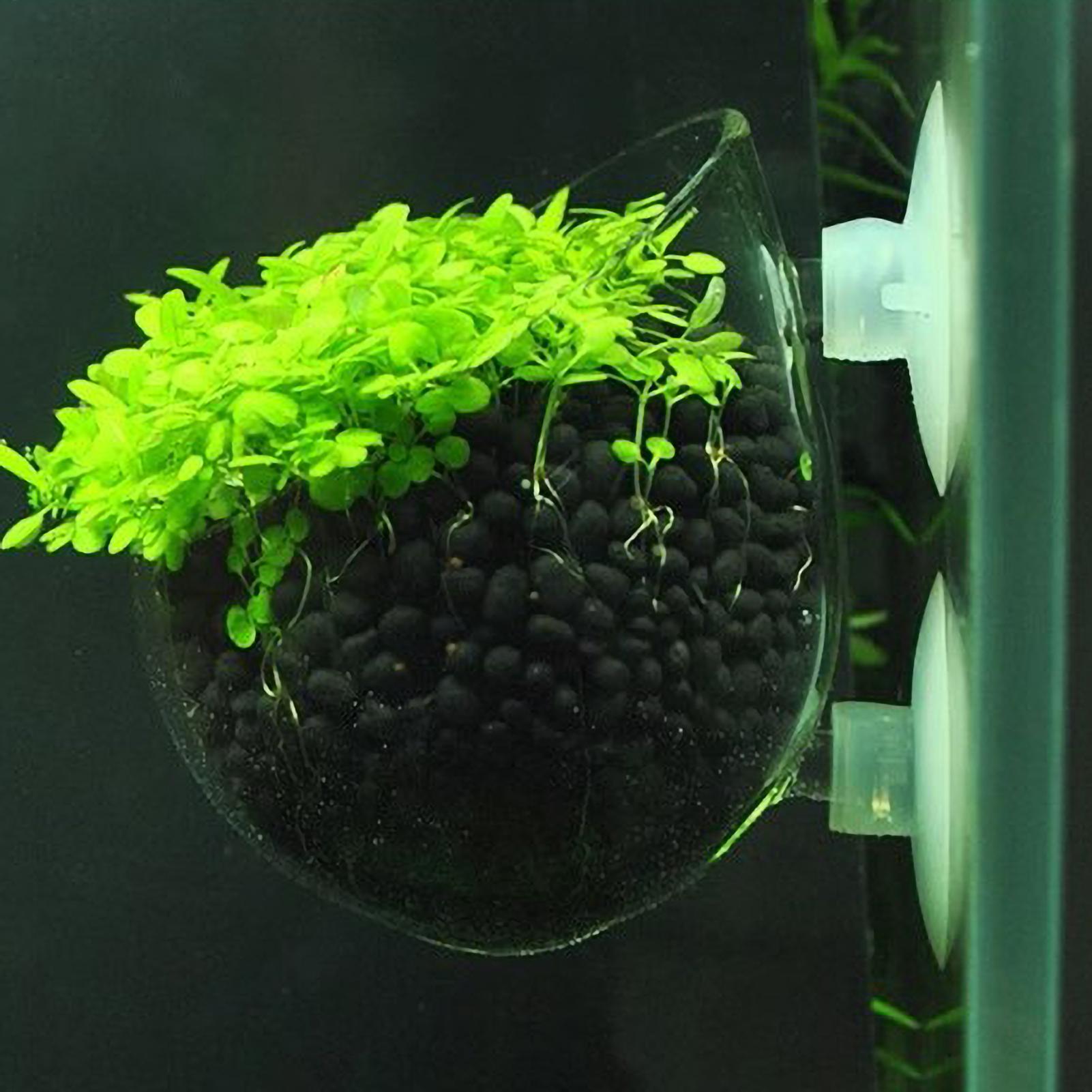 Tempat Tanaman Akuarium Kaca d - Live Plant Aquarium ulasan dan harga