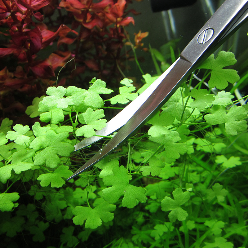 Aksesoris akuarium baja antika - Planted Aquarium Cleaning ulasan dan harga