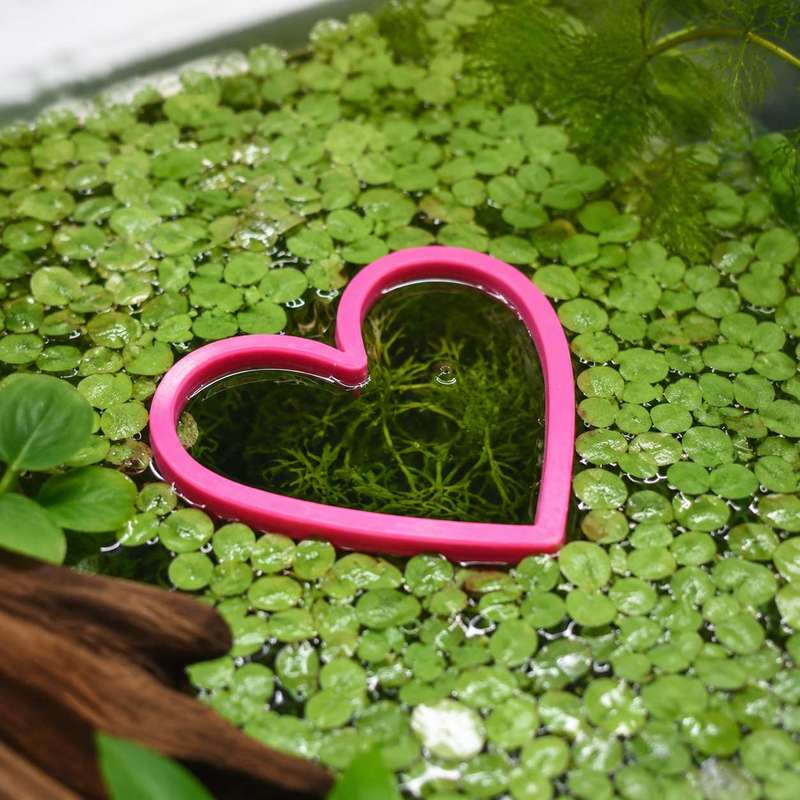 Cincin Pemberi Makan Ikan Bent - Aquarium Fertilizer ulasan dan harga