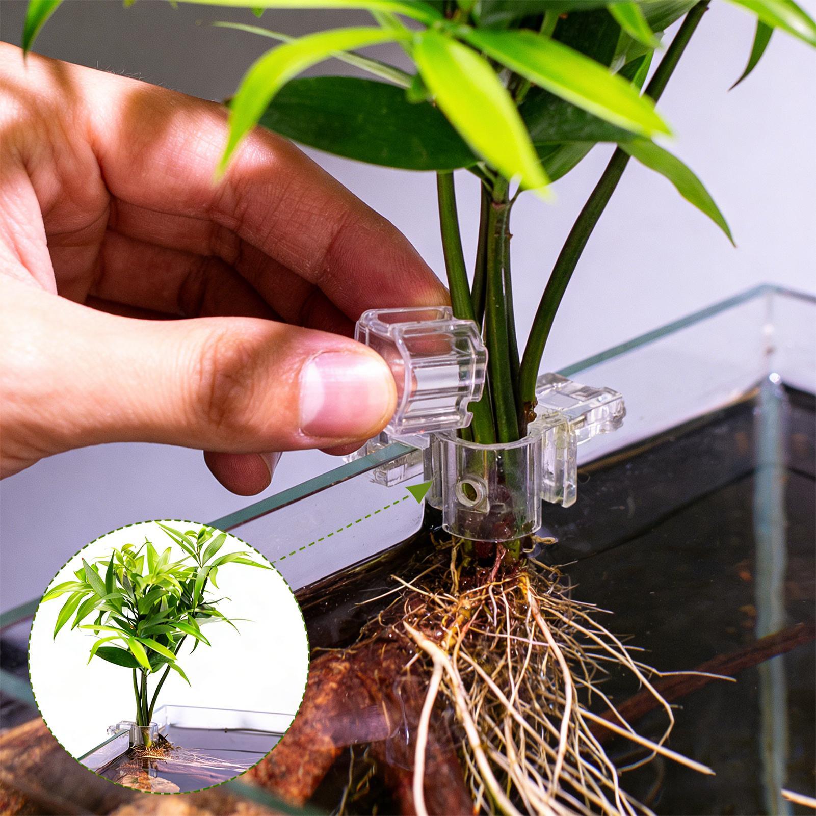 6 Buah Tempat Tanaman Akuarium - Aquarium Plants Live ulasan dan harga