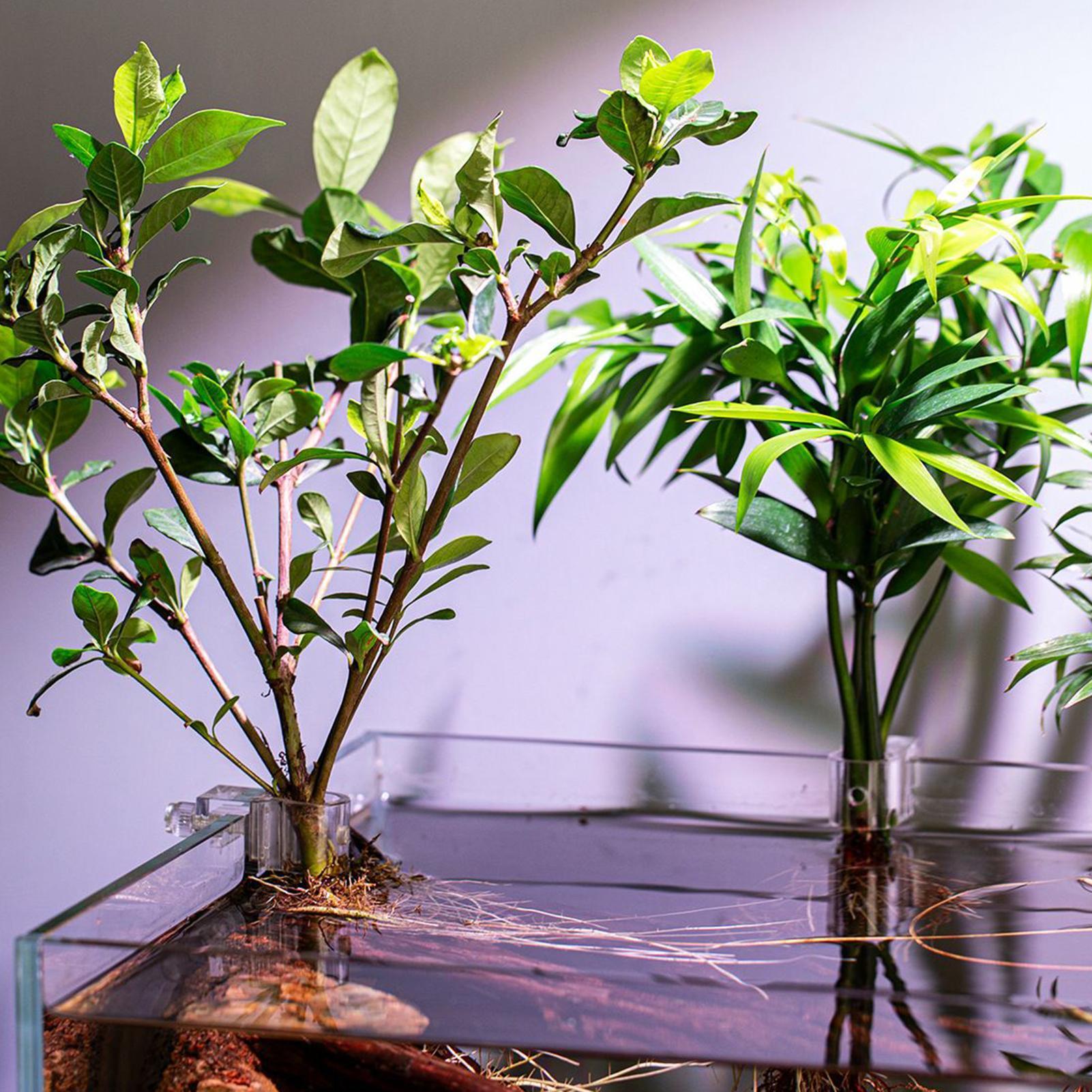 6 Buah Tempat Tanaman Akuarium - Aquarium Plants Live ulasan dan harga