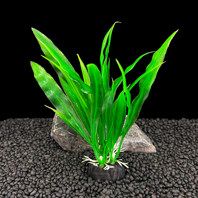 6 buah Paket Tanaman Akuarium, - Live Plant Aquarium ulasan dan harga